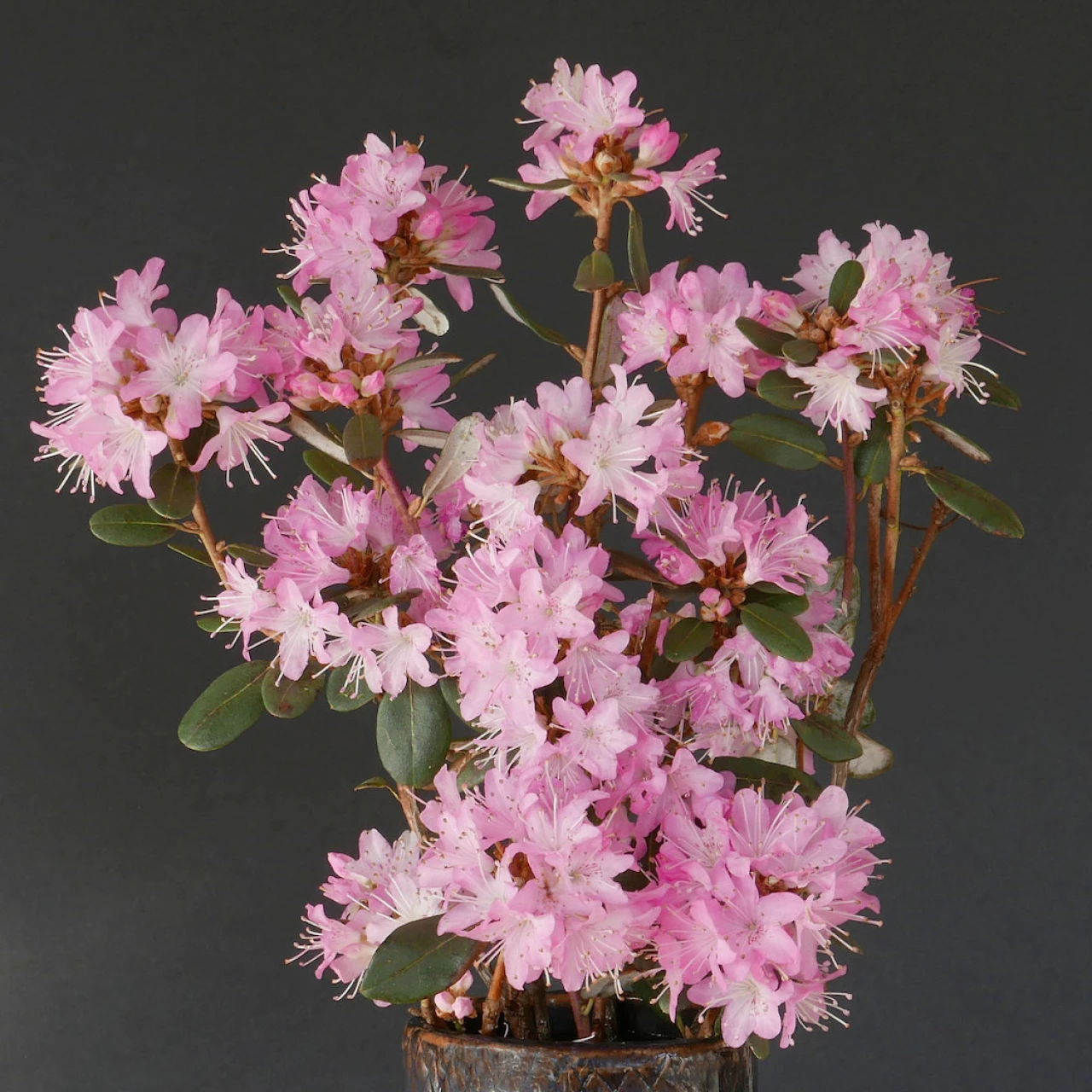 R. racemosum AGM